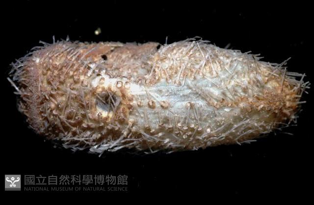未知種汽海膽藏品圖，第3張