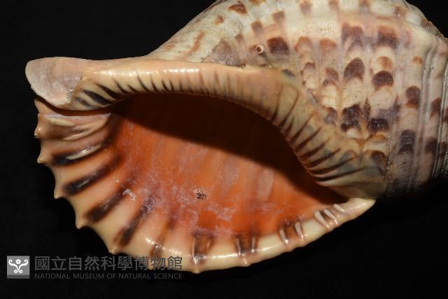 大法螺藏品圖，第3張