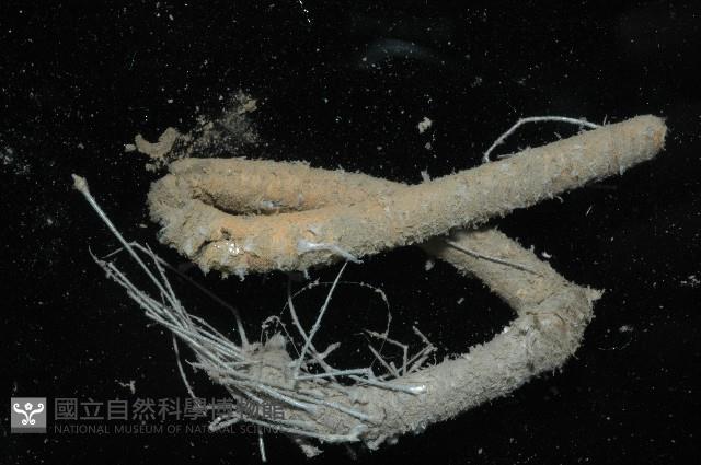 刺管薩歐蟲藏品圖，第3張