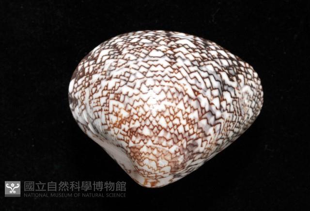 秀美文蛤藏品圖，第3張