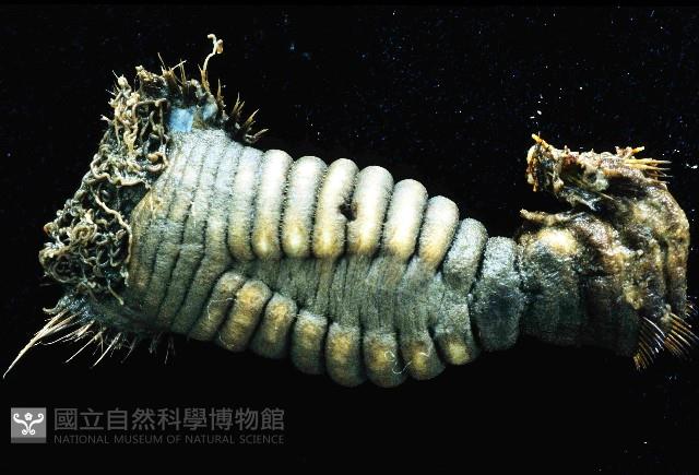 不倒翁蟲藏品圖，第3張