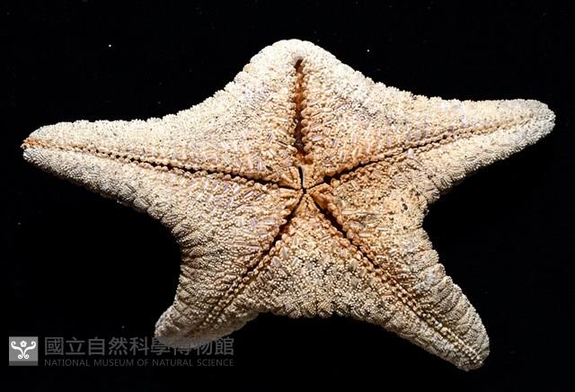 未知種花瘤海星 sp. 01藏品圖，第3張