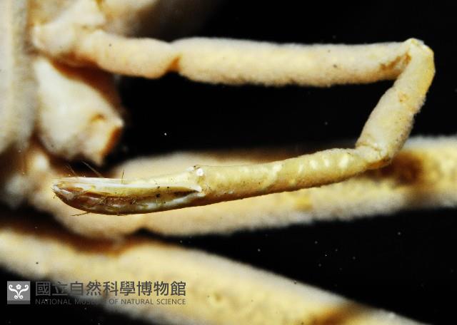 西伯加曼人面蟹藏品圖，第3張