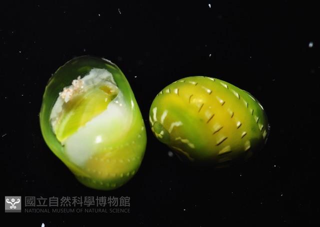 翡翠蜑螺藏品圖，第3張
