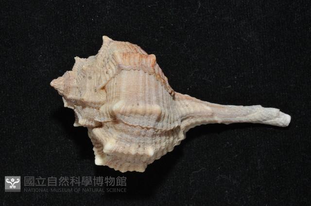 染料骨螺藏品圖，第3張