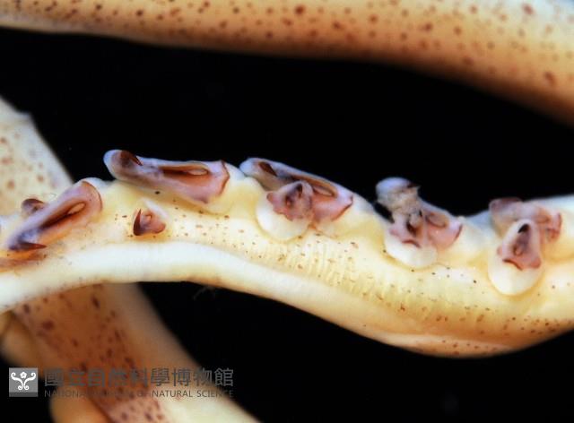 龍氏爪魷魚藏品圖，第3張