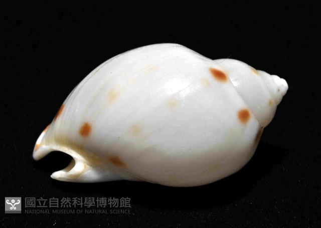 斑點小鬘螺藏品圖，第3張