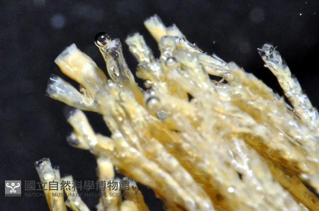 未知種苔蘚蟲藏品圖，第3張