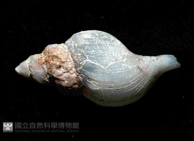 深海捲管螺之一種藏品圖，第3張