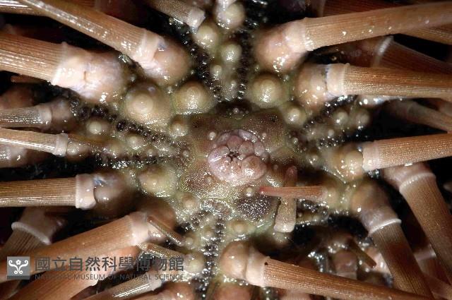 梅氏長海膽藏品圖，第3張