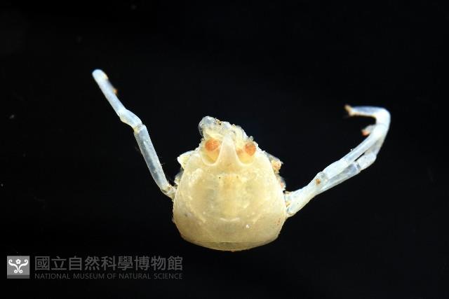 未知種折尾蝦藏品圖，第3張
