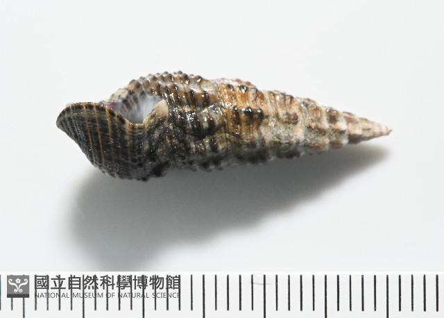燒酒海蜷藏品圖，第3張
