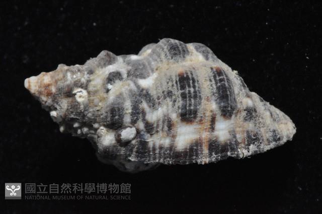 蚵岩螺藏品圖，第3張