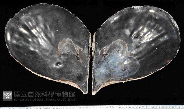 黑旗江珧蛤藏品圖，第3張
