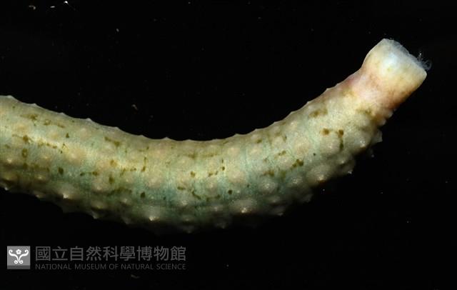 未知種海蛭藏品圖，第3張