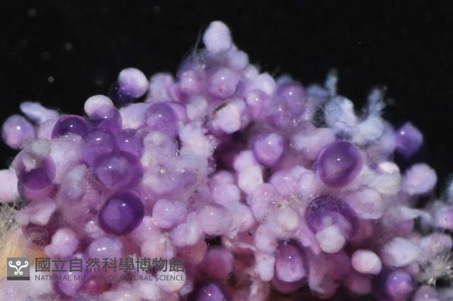 深水旋刺寄居蟹藏品圖，第3張