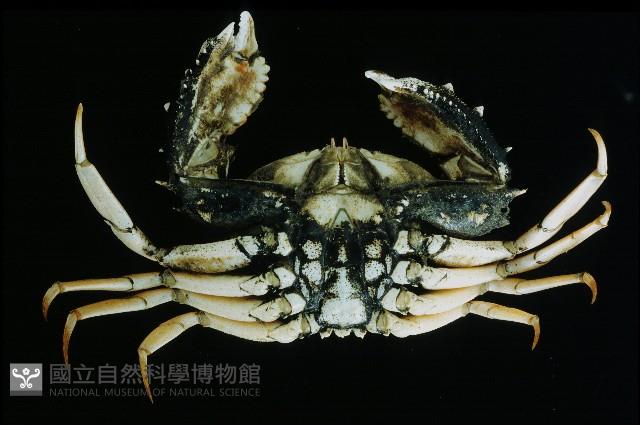 短刺筐形蟹藏品圖，第3張