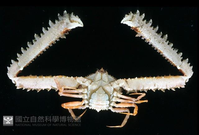 長手菱蟹藏品圖，第3張