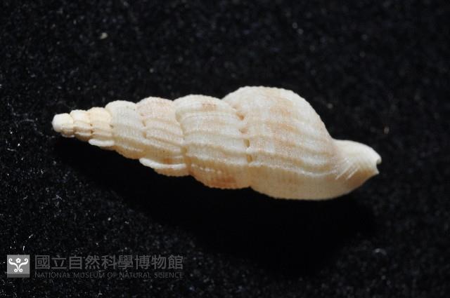 長形核螺藏品圖，第3張