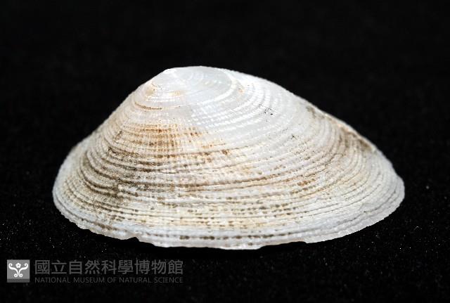 尖頂梳齒笠螺藏品圖，第3張