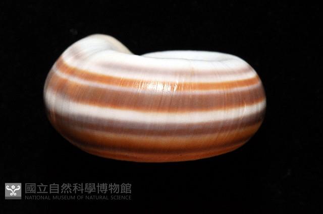登錄號:006178-00048藏品圖，第3張