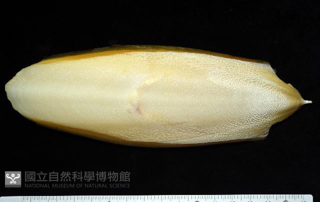 金烏賊藏品圖，第3張