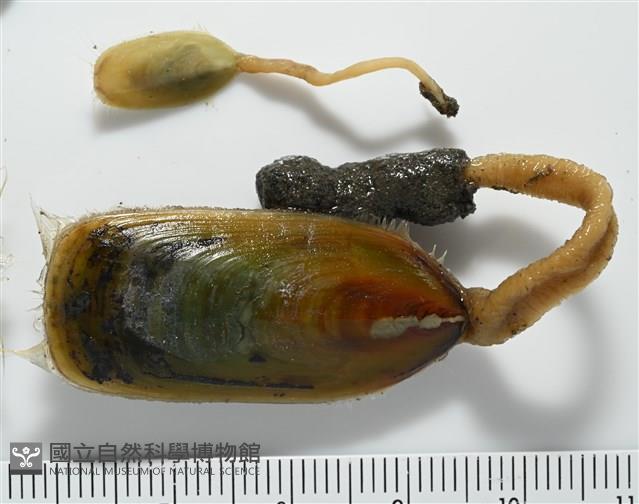 亞氏海豆芽藏品圖，第3張
