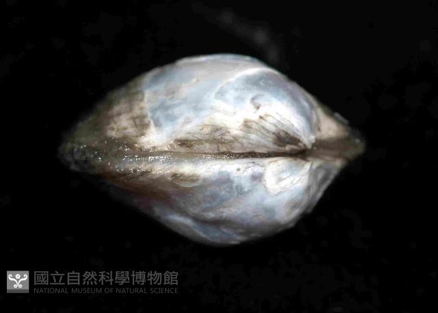 未知種光旋心蛤藏品圖，第3張