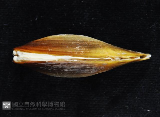臺灣鱉甲彎錦蛤藏品圖，第3張