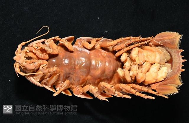 道氏深水虱藏品圖，第3張