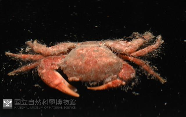 未知種毛刺蟹藏品圖，第3張