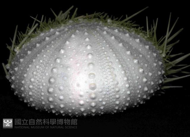 武裝月神海膽藏品圖，第3張
