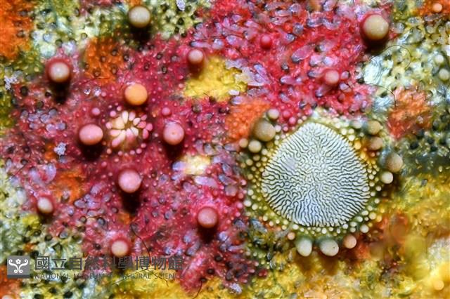 未知種花瘤海星 sp. 01藏品圖，第3張