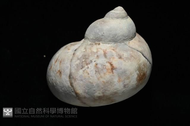 芮氏蠑螺藏品圖，第3張