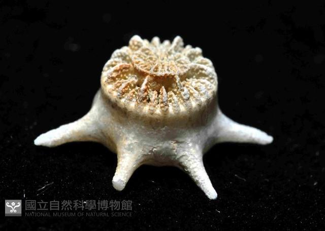 單體葵珊瑚之一種藏品圖，第3張