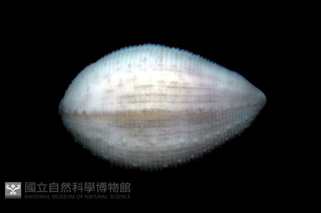 寬身舌蛭藏品圖，第3張