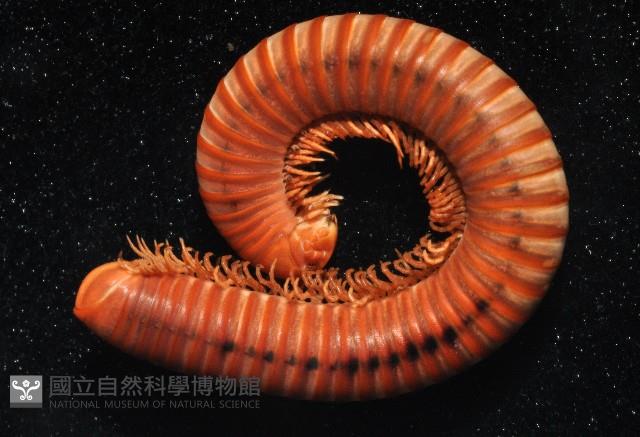 磚紅厚甲馬陸藏品圖，第3張
