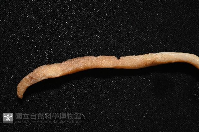 雙乳突僧頭烏賊藏品圖，第3張