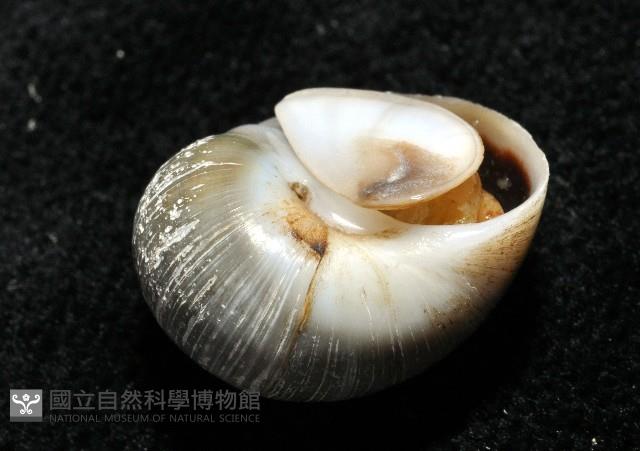 安東尼玉螺藏品圖，第3張