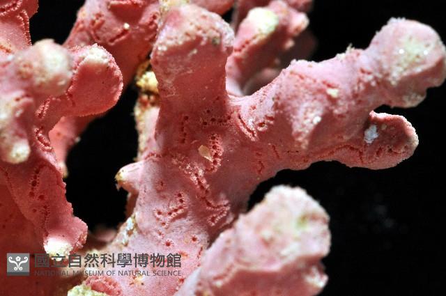 未知種側孔珊瑚藏品圖，第3張