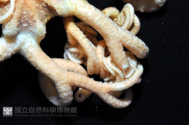 北極筐蛇尾藏品圖，第3張