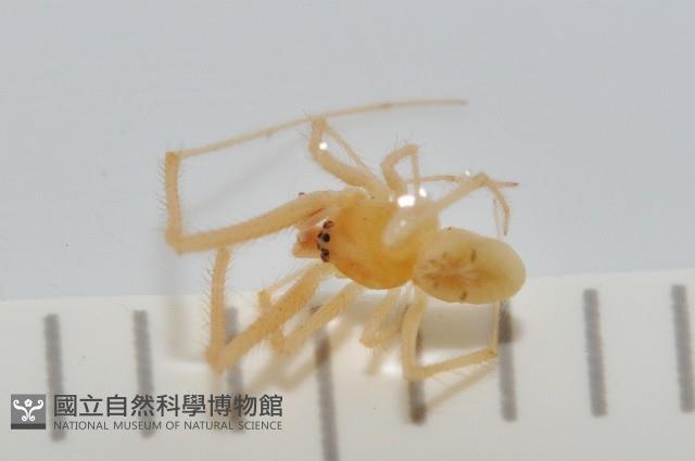 蘭嶼金姬蛛藏品圖，第3張