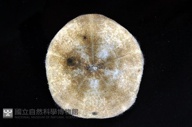 綠楯海膽藏品圖，第3張