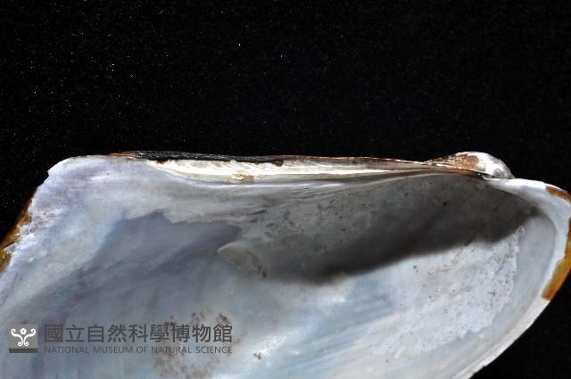 土嘴瓜殼菜蛤(角偏頂蛤)藏品圖，第3張