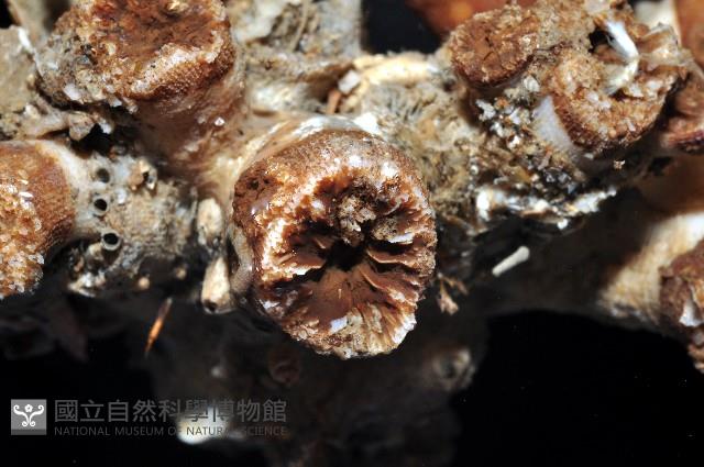 軸樹珊瑚(軸木珊瑚)藏品圖，第3張