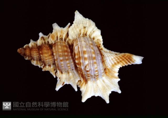 小翼法螺藏品圖，第3張