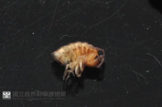南方東京泡馬陸藏品圖，第3張