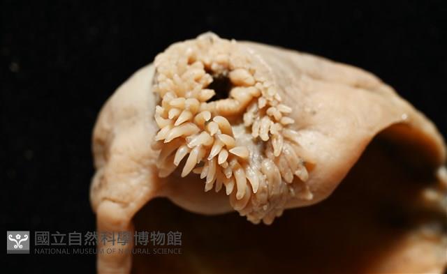 造殼海葵之一種藏品圖，第3張