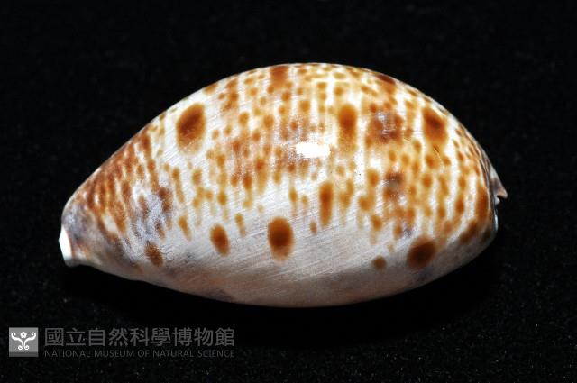 山貓寶螺藏品圖，第3張