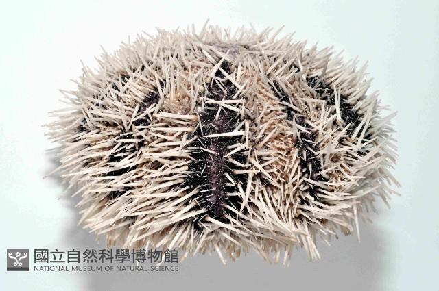 白棘三列海膽藏品圖，第3張